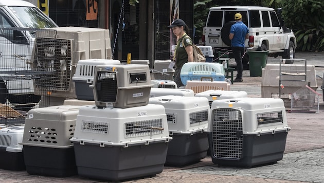 Almost 300 animals (in the picture the transport boxes) were brought to a wildlife center by police officers, veterinarians and officials from the Ministry of the Environment. (Bild: AFP/Ezequiel Becerra)