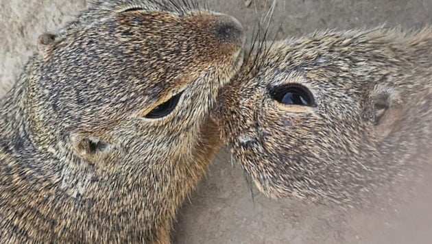 (Bild: zVg; Tierschutz Austria)