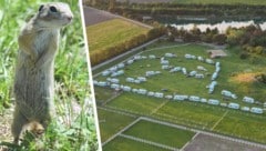 Die an Schaulustige gewöhnten Tiere sind von der „XL-Reisetruppe“ in ihrem Habitat auf der Wiese in Gerasdorf bei Wien regelrecht überfallen worden.  (Bild: W. Fischer, P. Huber/Krone KREATIV)