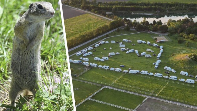 The animals, which are used to onlookers, were literally attacked by the "XL traveling troop" in their habitat on the meadow in Gerasdorf near Vienna. (Bild: W. Fischer, P. Huber/Krone KREATIV)