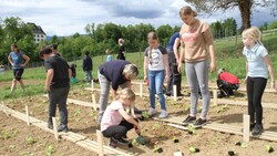 Es grünt so grün, wenn Volksschüler ihren eigenen Salat zieh’n... (Bild: Fürbass Josef)