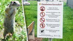 Viel Verbotenes (re.) ist angeblich passiert. Nun haben die Ziesel aber wieder Ruhe – die Erholung vom Schock der an Passanten gewöhnten Tiere wird allerdings dauern. (Bild: Krone KREATIV/zVg, P. Huber)