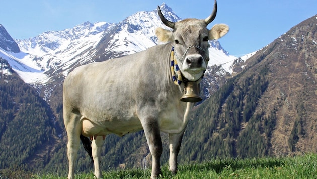 Tirol boz sığırı, Alp yamaçlarında otlamaya adapte olmuş bir sığır türüdür. (Bild: Naturschutzbund)