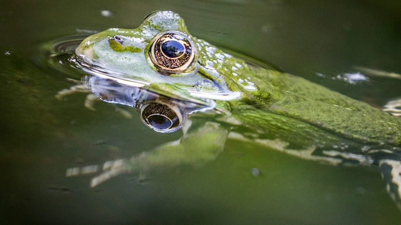 Heimische Froscharten stehen auf dem Speiseplan der Waschbären. (Bild: APA/dpa/Frank Rumpenhorst)