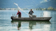 Nikolaus und Elfi Höplinger werfen die Netze aus. Zwischen 20 und 60 kg Fisch holen die beiden täglich aus dem Wolfgangsee. (Bild: Markus Wenzel)