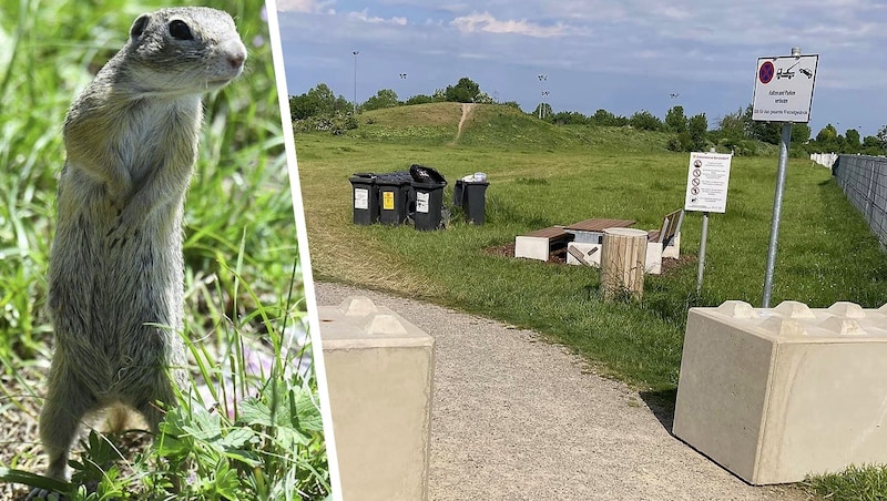 Klare Verbote auf der Tafel, das Abschlepptafel – dennoch fuhren hier Dutzende schwere Fahrzeuge ein! Ziesel sollen zu Tode gekommen, ihr Tunnelsystem platt gedrückt wordne sein. . . (Bild: Krone KREATIV/P. Huber; z.V.g.)