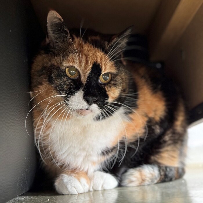 Katze Fanni