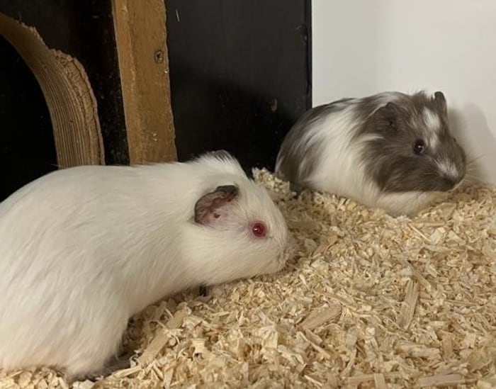Wer hätte gerne die beiden Meerschweinchen?
