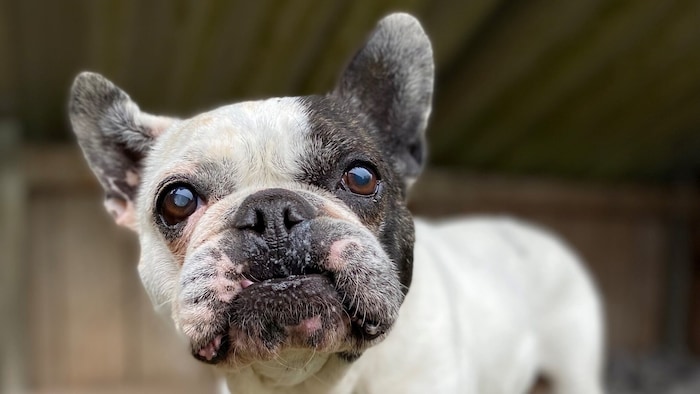 Frenchie Bijou ist auf einem Auge blind und Allergiker