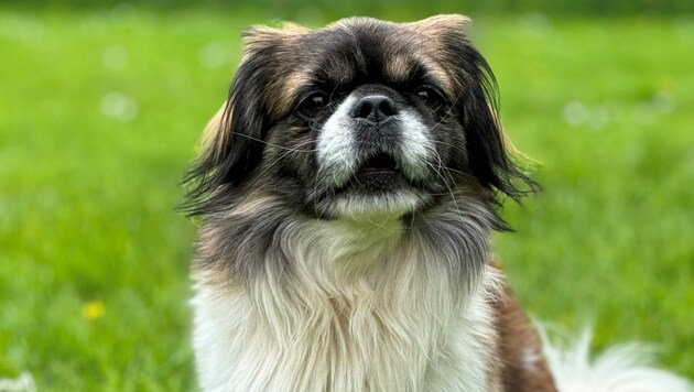 Pekingese-Rüde Buddy