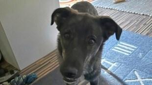 Der süße Mischlingsrüde „Sky“ wird trotz der finanziellen Misere bestens versorgt.