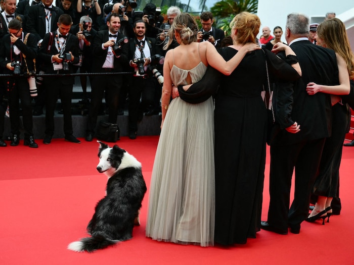 „Messi“, der Hundestar aus dem Film „Anatomie d‘une Chute“ (Anatomie eines Falls), posiert bei ...