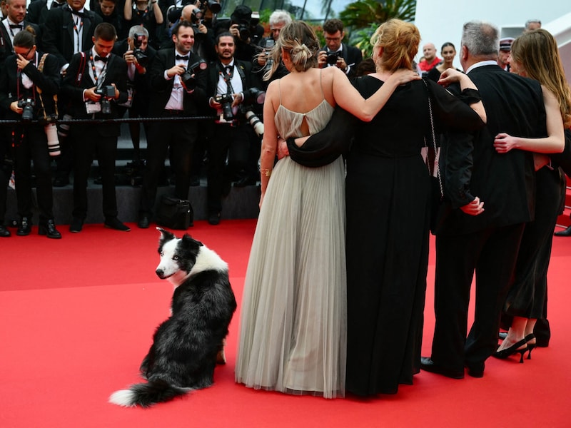 „Messi“, der Hundestar aus dem Film „Anatomie d‘une Chute“ (Anatomie eines Falls), posiert bei seiner Ankunft zur Eröffnungsfeier in Cannes (Bild: APA/AFP/CHRISTOPHE SIMON)