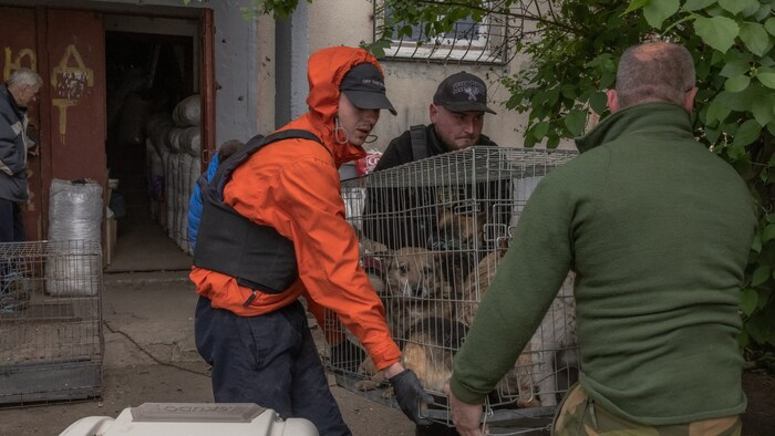 Gerettete Hunde in der Region Charkiw