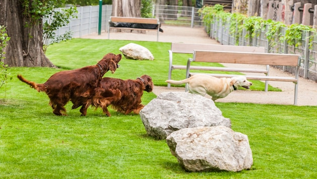 Highlight auch für Stadthunde: tierische Freunde treffen und herumtollen. (Bild: Christian HOUDEK)