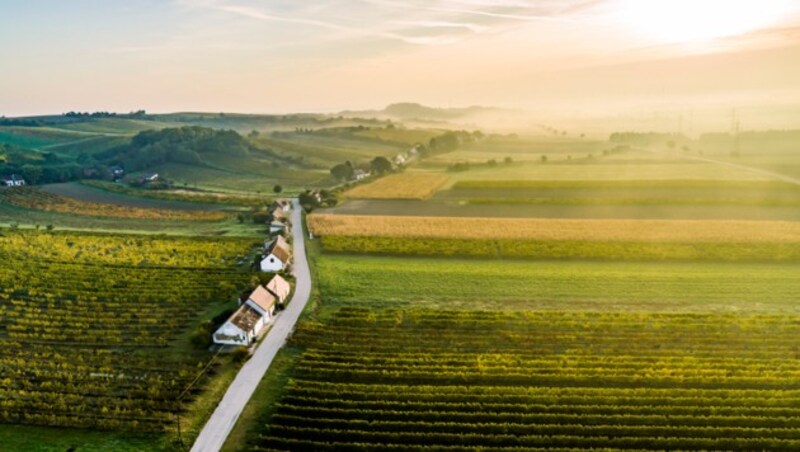 Enzersfeld cellar lane (Bild: © Weinstraße Weinviertel / Robert Herbst)