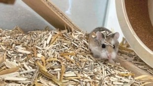 Hamster „Happy“ überlebte als einziger der drei Hamster – und ist nach wie vor happy und wohlauf. (Bild: zVg)