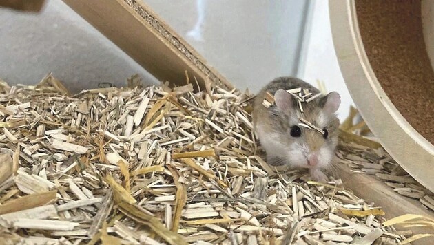 Hamster "Happy" was the only one of the three hamsters to survive - and is still happy and well. (Bild: zVg)