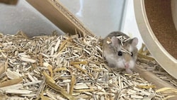 Hamster „Happy“ überlebte als einziger der drei Hamster – und ist nach wie vor happy und wohlauf. (Bild: zVg)