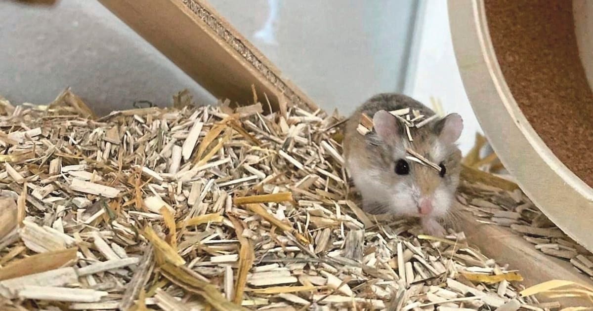 Schock für Kinder Kranke Hamster verkauft Nach wenigen Stunden tot krone.at