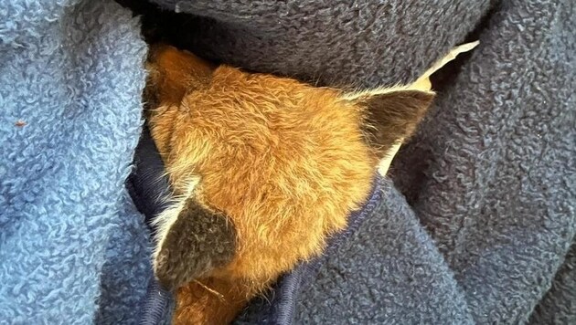 Der junge Fuchs überlebte trotz intensiver Bemühungen leider nicht. (Bild: Österreichische Tierrettung)