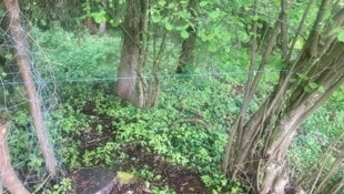 Die Schnur war auf der Wildwechselstrecke genau in Kopfhöhe für Rehwild befestigt worden. 