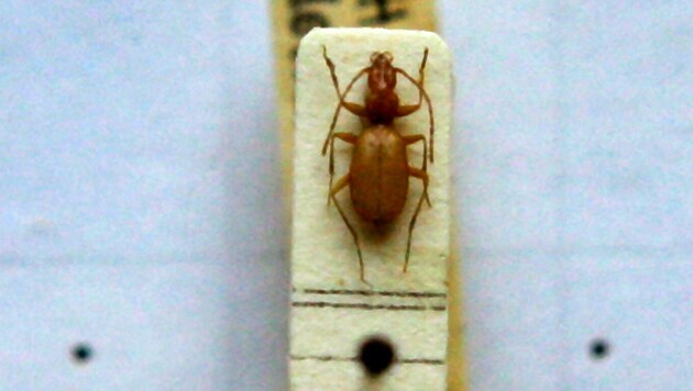 An Anophthalmus hitleri, a "Hitler beetle", under a microscope in the State Zoological Collection in Munich (Bild: APA/dpa/Matthias Schrader)