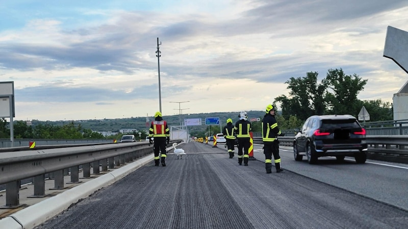 (Bild: Freiwillige Feuerwehr Palt)