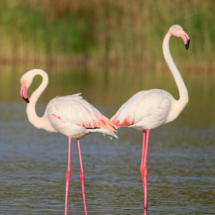 Flamingos in der Lagune von Notteri.