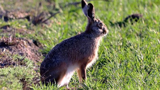 Forest rodents: Hares are not only found in the fields. (Bild: Scharinger Daniel)