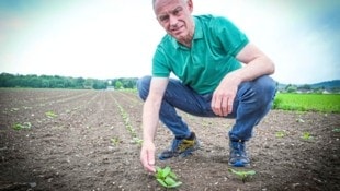 Kürbisbauer Alois Schantl aus dem südsteirischen Weitersfeld auf einem seiner Kürbisäcker, wo die Saat heuer sehr gut aufgegangen ist. (Bild: Pail Sepp)