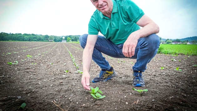 Pumpkin farmer Alois Schantl from Weitersfeld in southern Styria on one of his pumpkin fields, where the seeds have sprouted very well this year. (Bild: Pail Sepp)