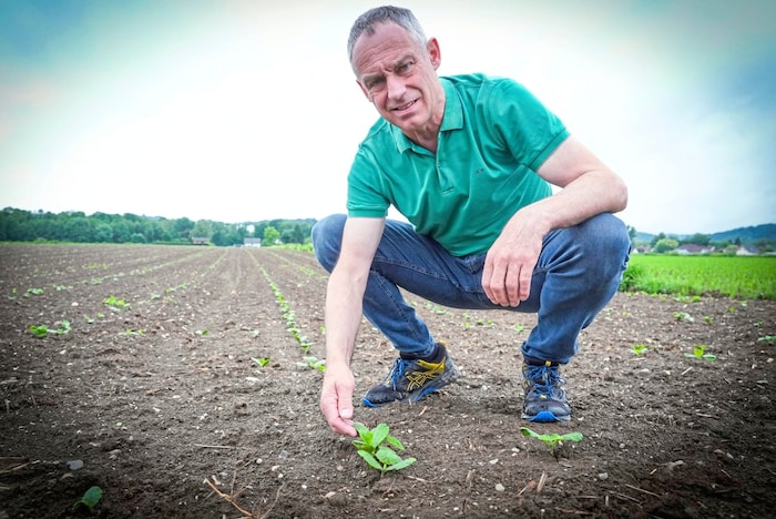 Zarte Spitzen, die Bauer Alois Schantl echtes steirisches Kürbiskernöl liefern werden. Doch ...