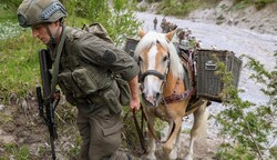 Die Haflinger können 100 Kilo satteln, dringen in Gelände vor, wo definitiv keine Maschine mehr hinkommt. (Bild: Hölzl Roland)