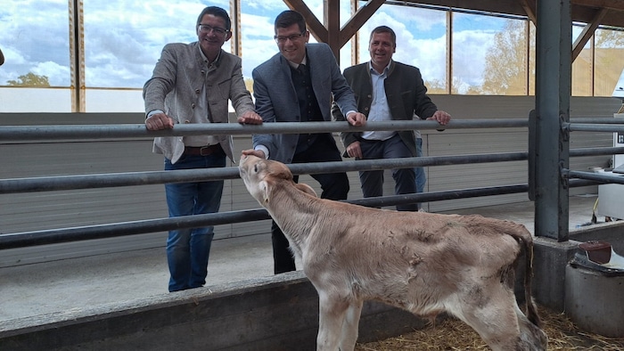 Siegfried Huber, Martin Gruber und Josef Fradler bei einem zutraulichen Kalb.