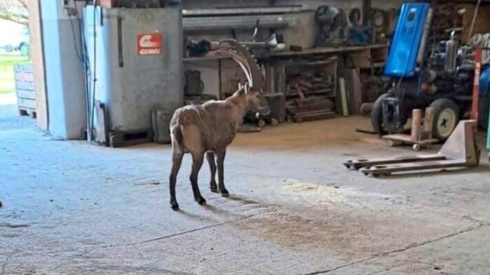 Das Tier marschierte auch in Garagen und Carports.
