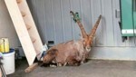 Dieser imposante Steinbock mit mächtigen Hörnern spazierte durch Gemeinden in der Steiermark und inspizierte Garagen und Carports. (Bild: Kleinhappl)