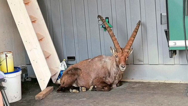 Dieser imposante Steinbock mit mächtigen Hörnern spazierte durch Gemeinden in der Steiermark und inspizierte Garagen und Carports. (Bild: Kleinhappl)