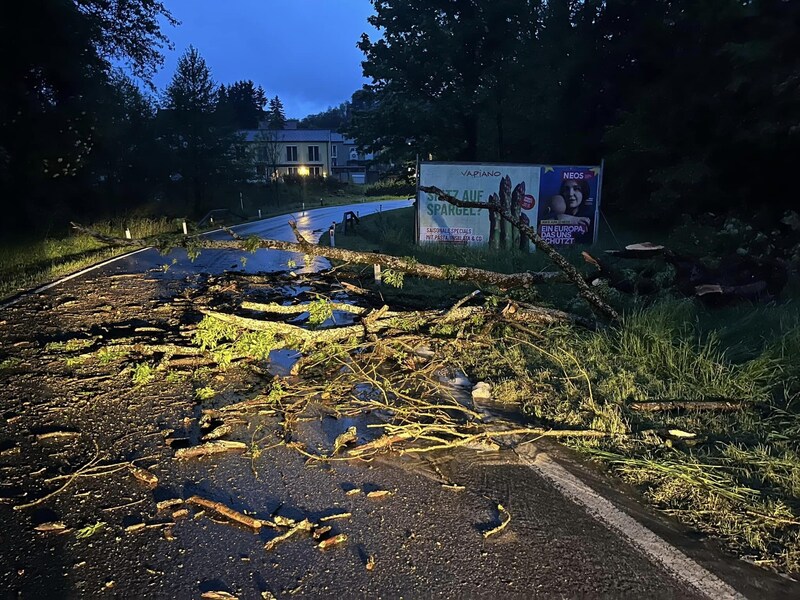 Ein großer Baum in Thal flog wegen Starkregens auf die Straße. (Bild: Freiwillige Feuerwehr Steinberg-Rohrbach)