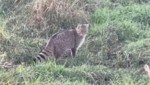 Wildkatzen sind scheu, werden sich künftig aber häufiger bei uns zeigen lassen. (Bild: zVg)