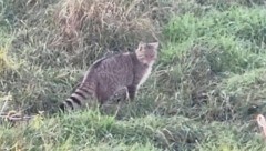 Wildkatzen sind scheu, werden sich künftig aber häufiger bei uns zeigen lassen.