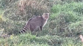 Wildkatzen sind scheu, werden sich künftig aber häufiger bei uns zeigen lassen. (Bild: zVg)