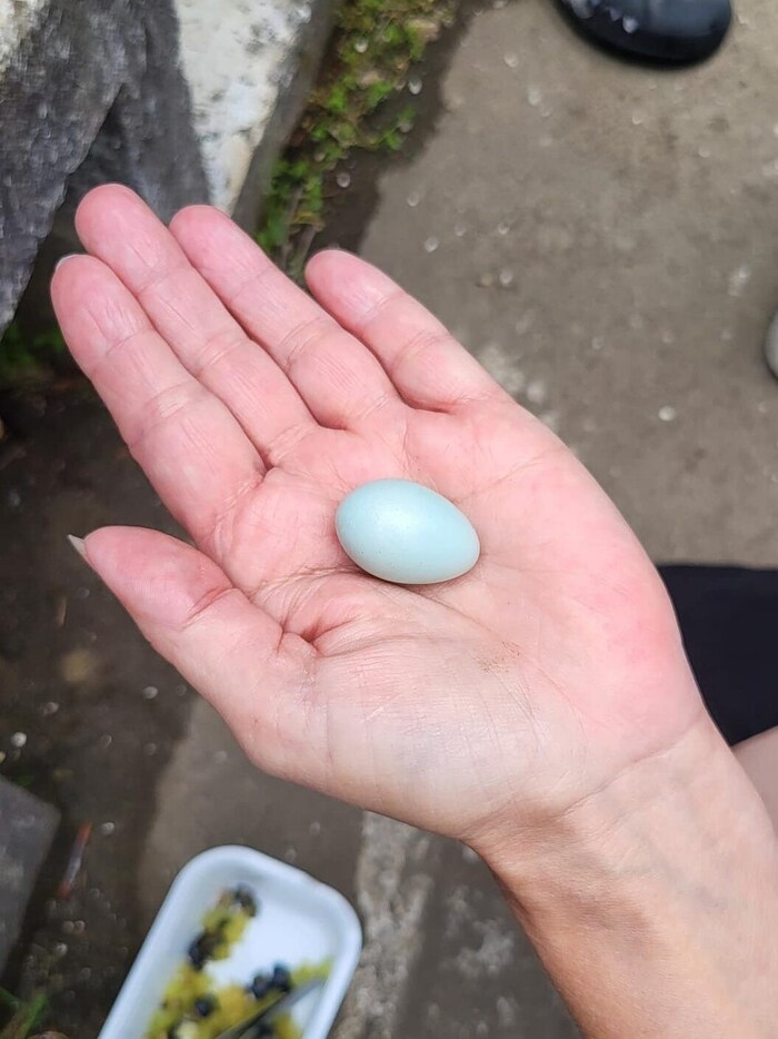 An egg was also found behind the plaster. (Warning: The next picture shows the dead birds).