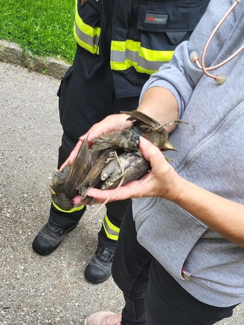 Die vier jungen Vögel konnten nur noch tot geborgen werden. (Bild: Berufsfeuerwehr Klagenfurt)