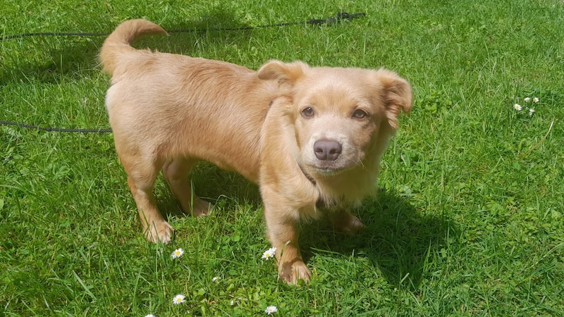 „Mona“ sucht ein liebevolles Zuhause (Bild: Nothilfe für Hunde)