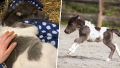 Bange Stunden erlebte das Minipony-Fohlen