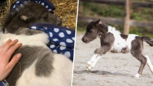 Bange Stunden erlebte das Minipony-Fohlen