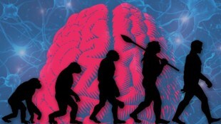 Unser Gehirn ist kleiner als das unserer Vorfahren – warum, ist bislang unklar.