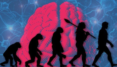 Unser Gehirn ist kleiner als das unserer Vorfahren – warum, ist bislang unklar. (Bild: Krone KREATIV/Olena, jolygon, onimate – stock.adobe.com)