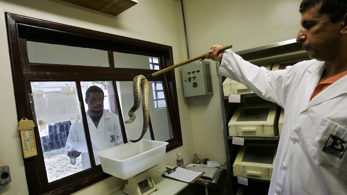 The Butantan Institute research center is known worldwide for its research into snake venom.